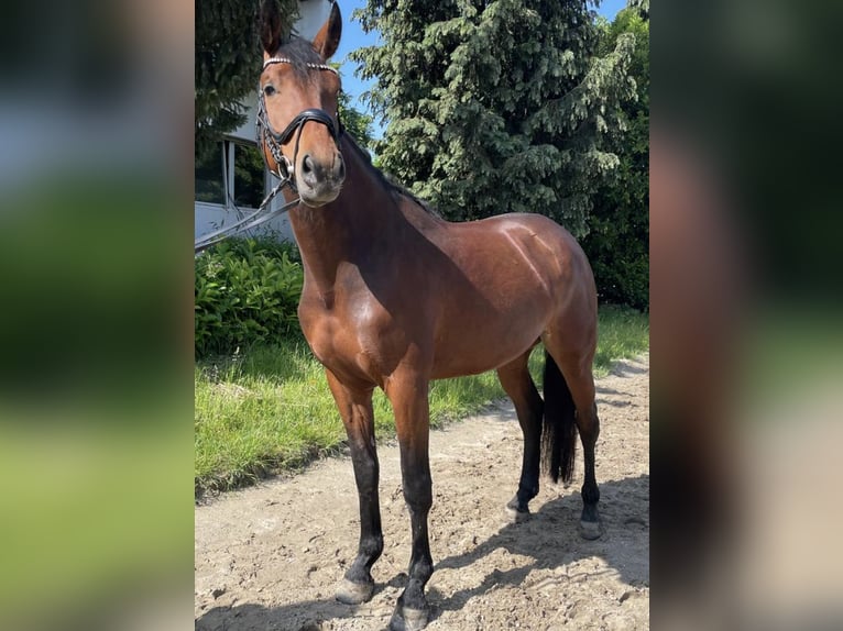 Koń westfalski Klacz 5 lat 169 cm Gniada in Straelen