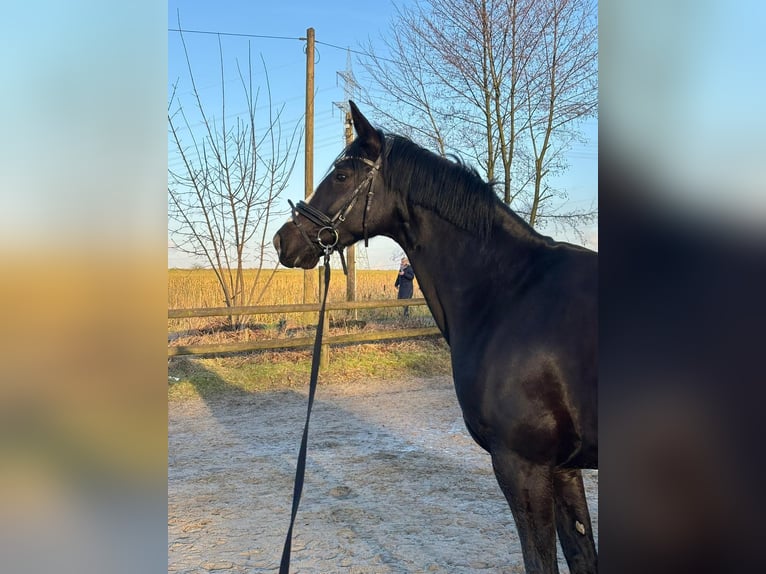 Koń westfalski Klacz 5 lat 169 cm Skarogniada in Waltrop