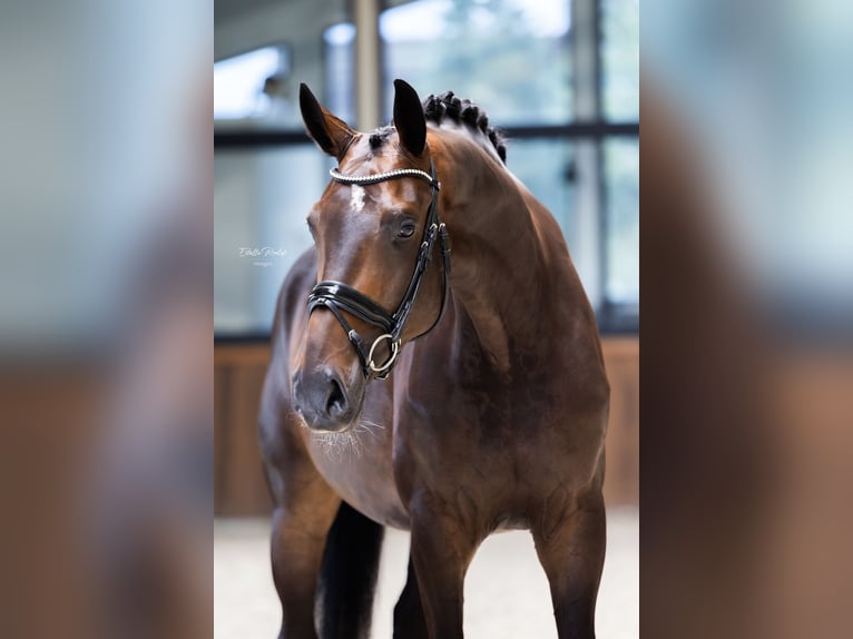 Koń westfalski Klacz 5 lat 170 cm Ciemnogniada in Hörstel