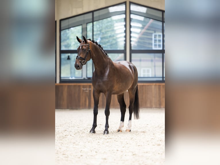 Koń westfalski Klacz 5 lat 170 cm Ciemnogniada in Hörstel