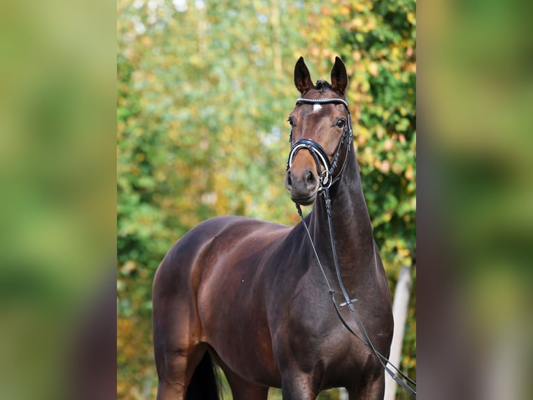 Koń westfalski Klacz 5 lat 170 cm Ciemnogniada in Loewenberger Land, 30 min von Berlin