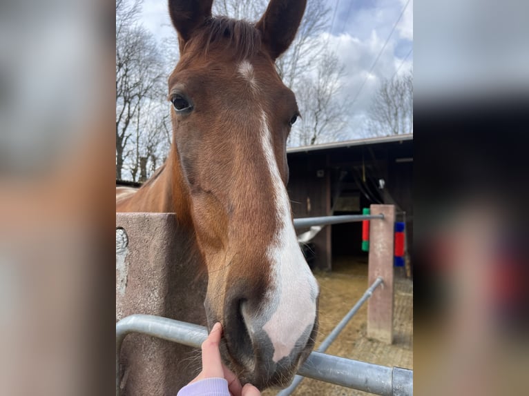 Koń westfalski Klacz 5 lat 170 cm Ciemnokasztanowata in Karlsfeld