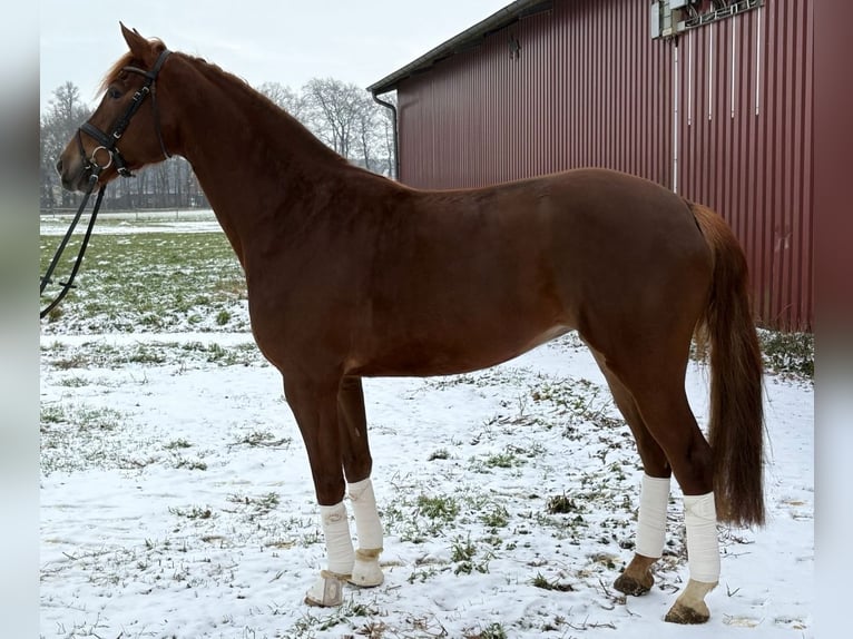 Koń westfalski Klacz 5 lat 170 cm Ciemnokasztanowata in Schöppingen