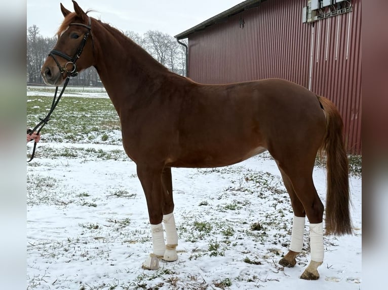 Koń westfalski Klacz 5 lat 170 cm Ciemnokasztanowata in Schöppingen