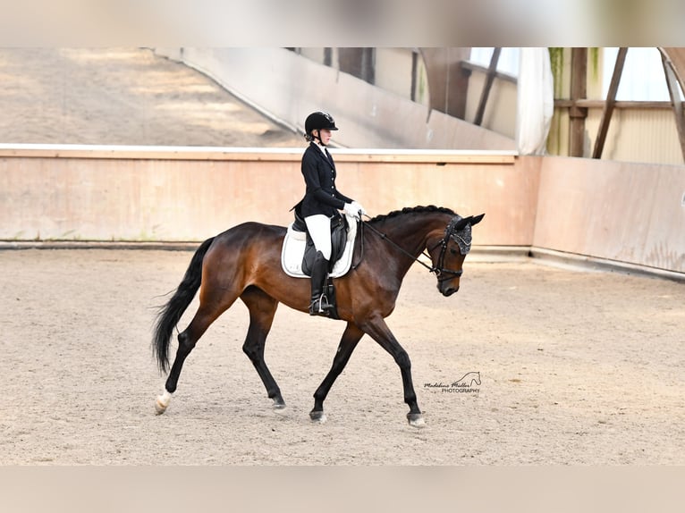 Koń westfalski Klacz 5 lat 170 cm Gniada in Erlensee