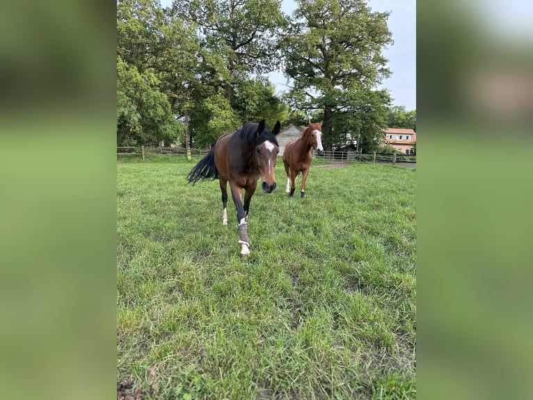 Koń westfalski Klacz 5 lat 170 cm Gniada in Münster