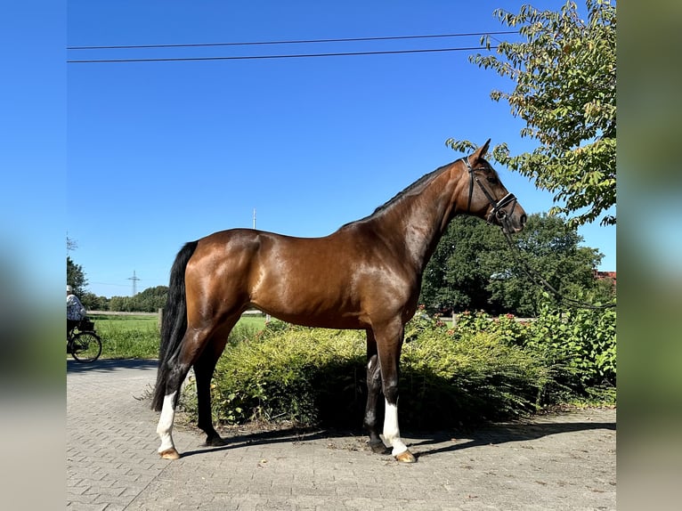 Koń westfalski Klacz 5 lat 170 cm Gniada in Münster