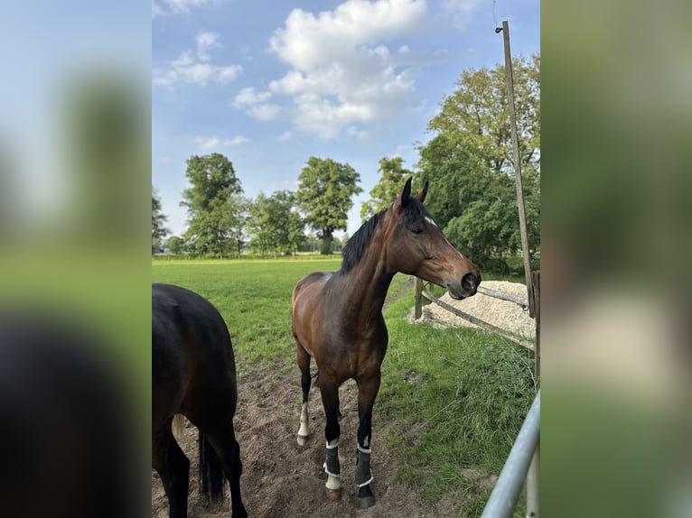 Koń westfalski Klacz 5 lat 170 cm Gniada in Münster