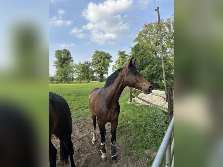 Koń westfalski Klacz 5 lat 170 cm Gniada in Münster