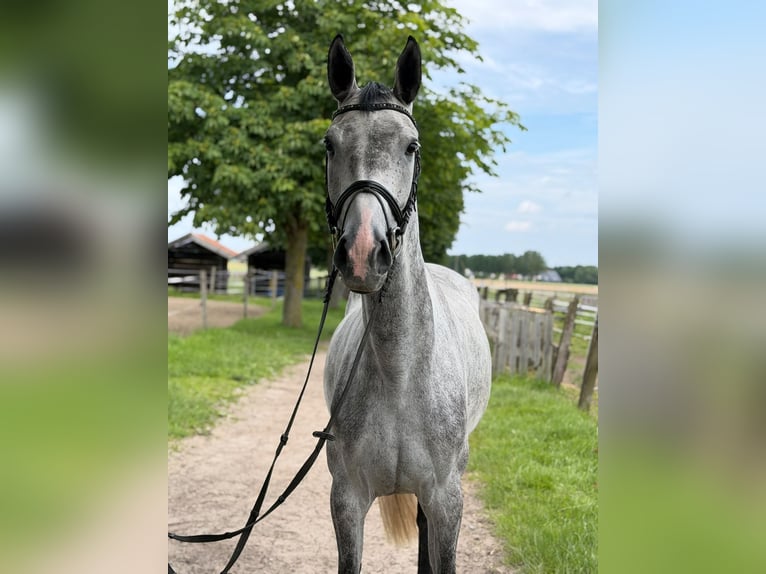 Koń westfalski Klacz 5 lat 170 cm Siwa in Rheda-Wiedenbrück