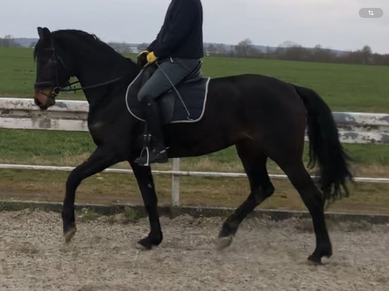 Koń westfalski Klacz 5 lat 170 cm Skarogniada in Wölfersheim