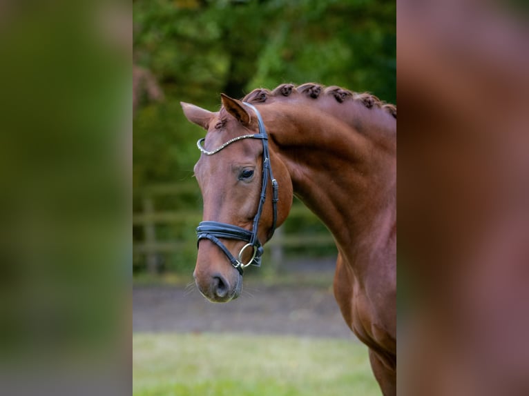 Koń westfalski Klacz 5 lat 171 cm Ciemnokasztanowata in Münster