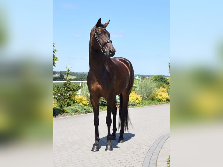 Koń westfalski Klacz 5 lat 172 cm Ciemnogniada in Wysin