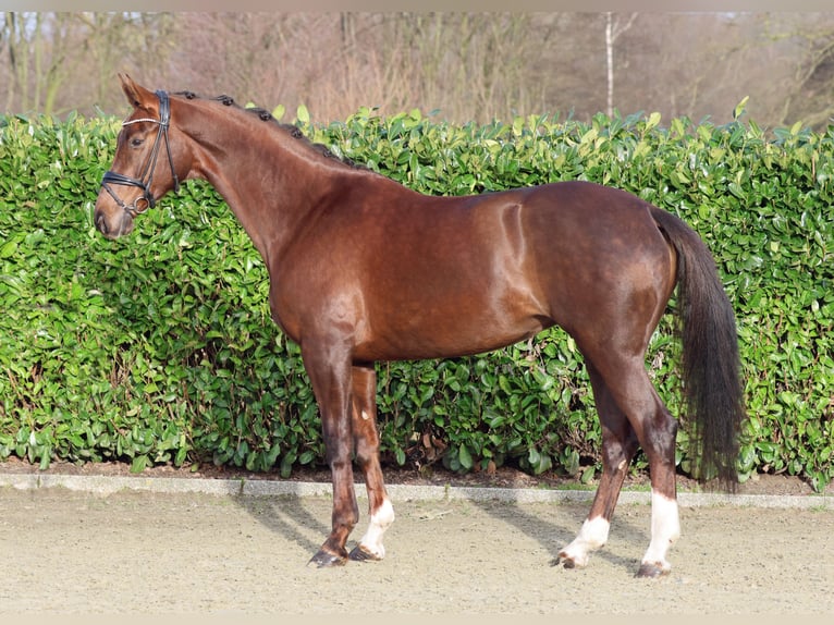 Koń westfalski Klacz 5 lat 172 cm Ciemnokasztanowata in Langenberg