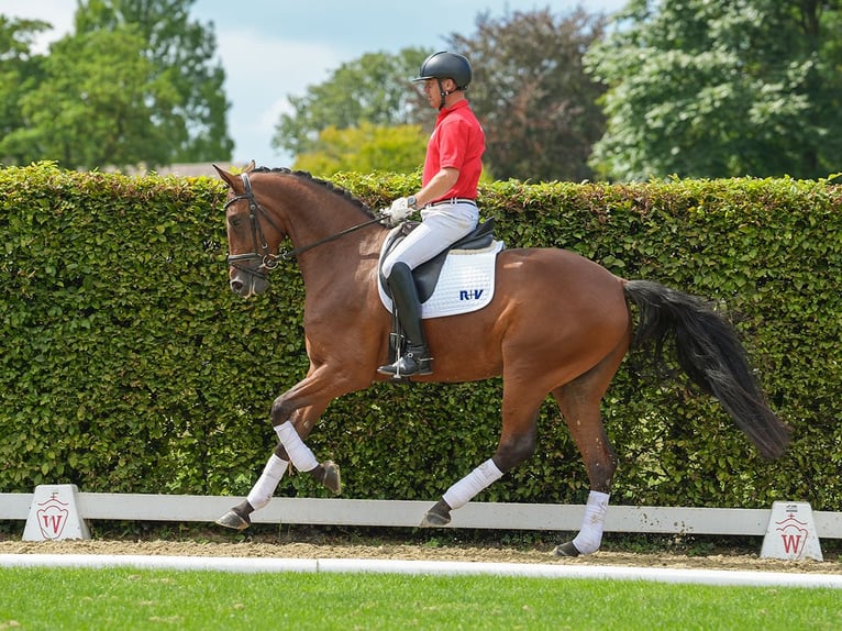 Koń westfalski Klacz 5 lat 173 cm Gniada in Münster