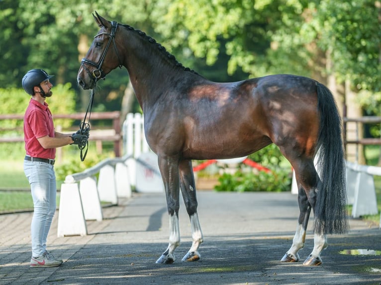 Koń westfalski Klacz 5 lat 175 cm Ciemnogniada in Münster