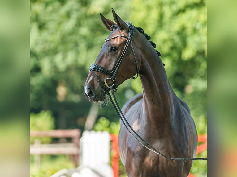 Koń westfalski Klacz 5 lat 175 cm Ciemnogniada in Münster