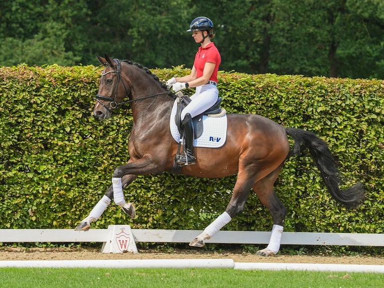 Koń westfalski Klacz 5 lat 175 cm Ciemnogniada in Münster