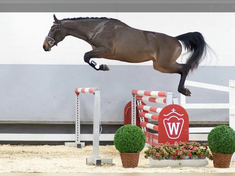 Koń westfalski Klacz 5 lat 176 cm Gniada in Laer