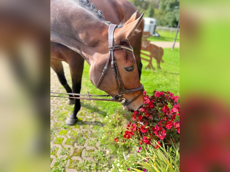 Koń westfalski Klacz 5 lat 180 cm in Horn-Bad Meinberg