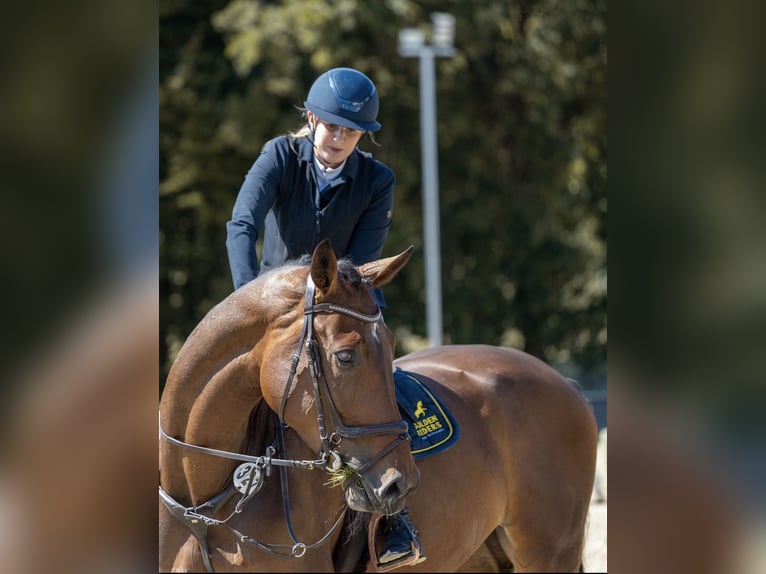 Koń westfalski Klacz 5 lat 180 cm in Horn-Bad Meinberg