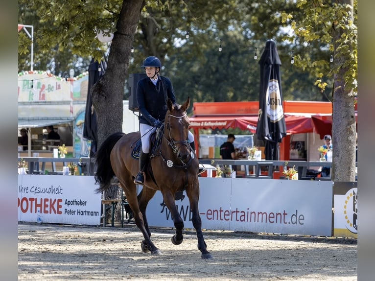 Koń westfalski Klacz 5 lat 180 cm in Horn-Bad Meinberg