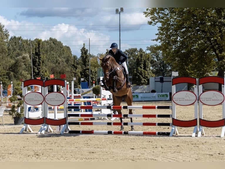 Koń westfalski Klacz 5 lat 180 cm in Horn-Bad Meinberg