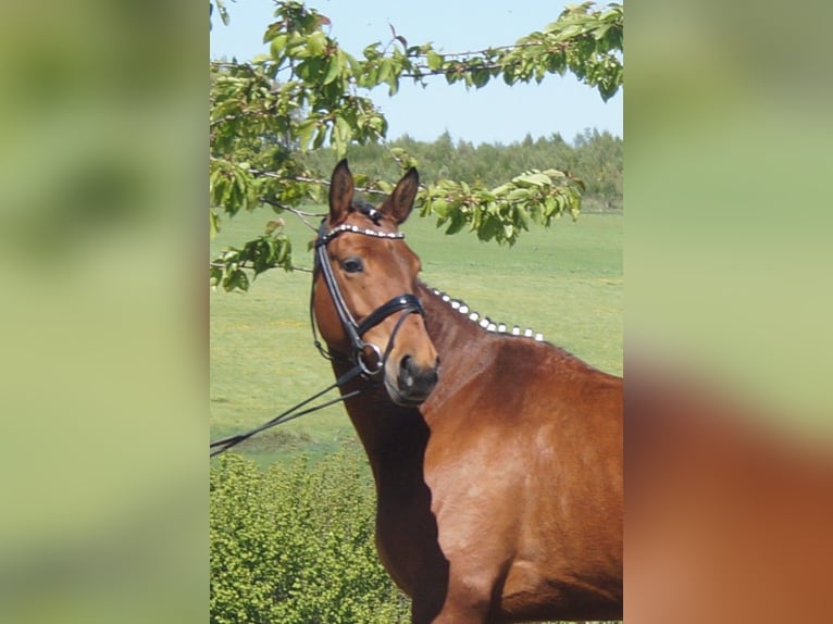 Koń westfalski Klacz 6 lat 155 cm Gniada in Iserlohn