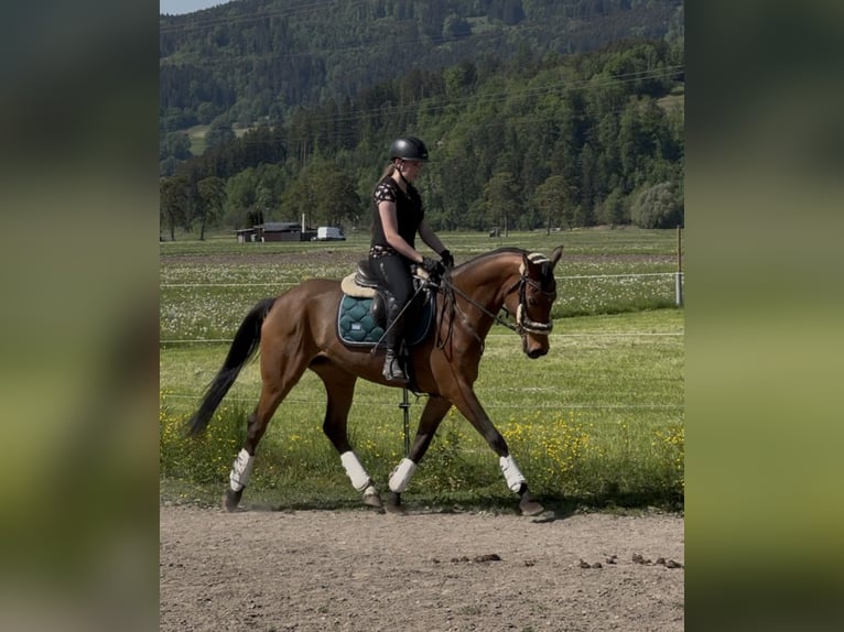 Koń westfalski Klacz 6 lat 157 cm Gniada in Schlins