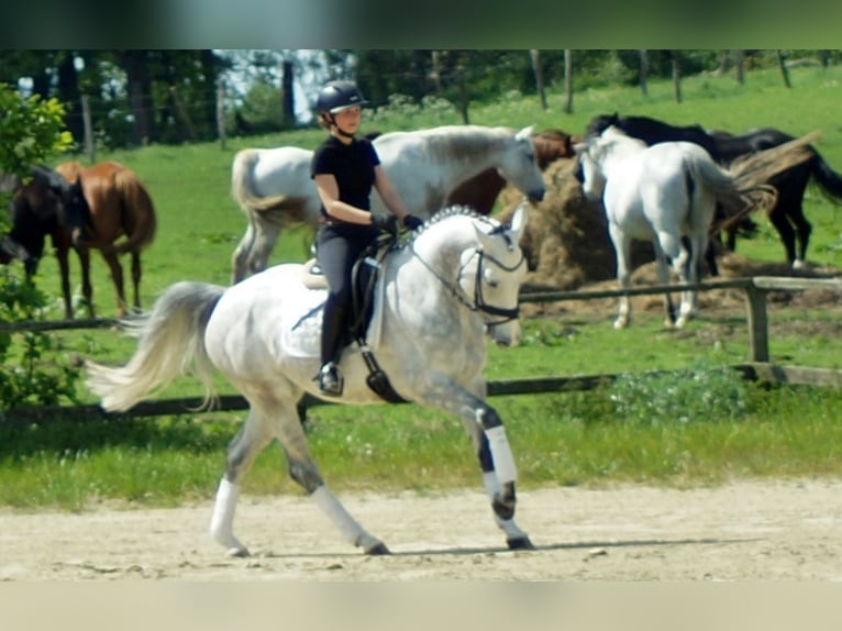 Koń westfalski Klacz 6 lat 158 cm Siwa in Iserlohn