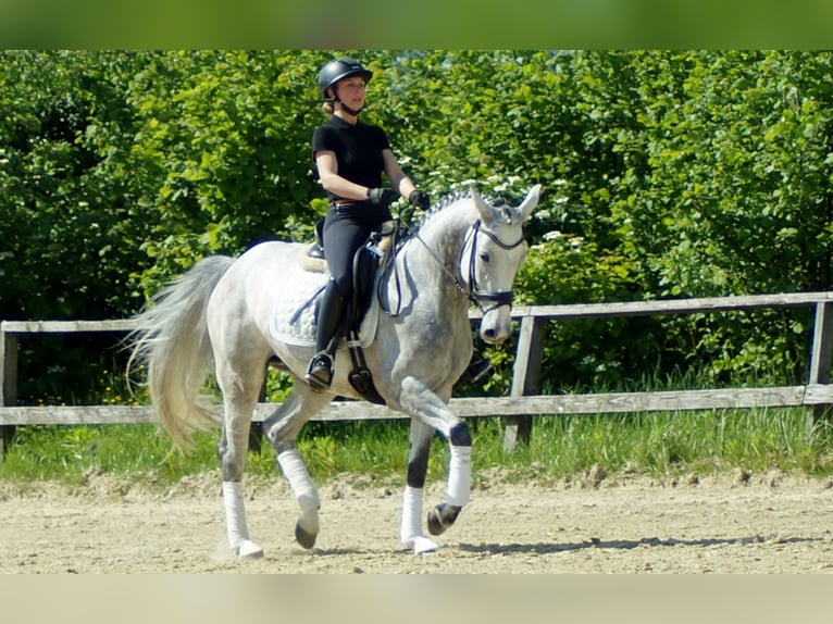 Koń westfalski Klacz 6 lat 158 cm Siwa in Iserlohn