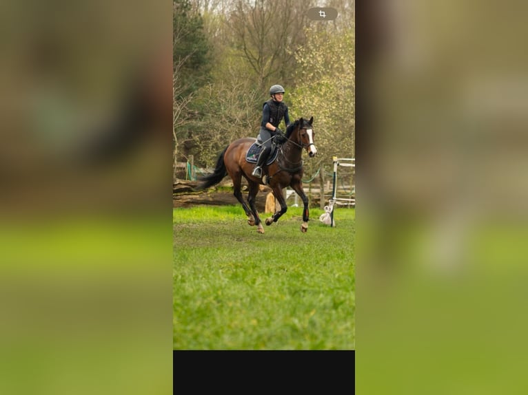 Koń westfalski Klacz 6 lat 161 cm Ciemnogniada in Dahlenburg