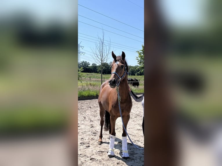 Koń westfalski Klacz 6 lat 161 cm Ciemnokasztanowata in Kaltenkirchen