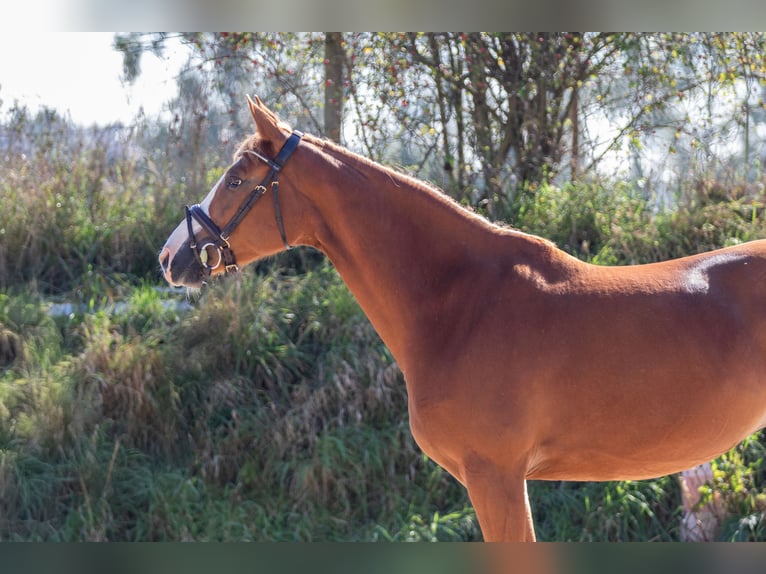 Koń westfalski Klacz 6 lat 162 cm Kasztanowata in Nieder-Olm