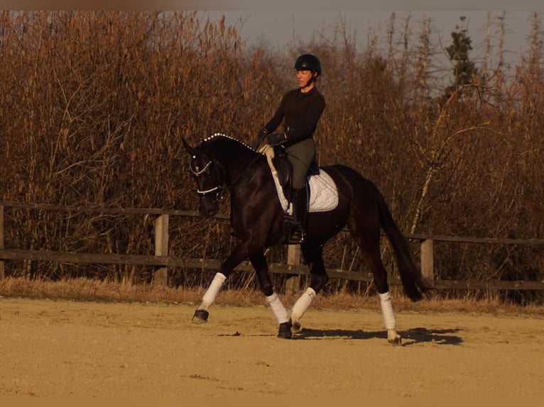 Koń westfalski Klacz 6 lat 163 cm Kara in Iserlohn