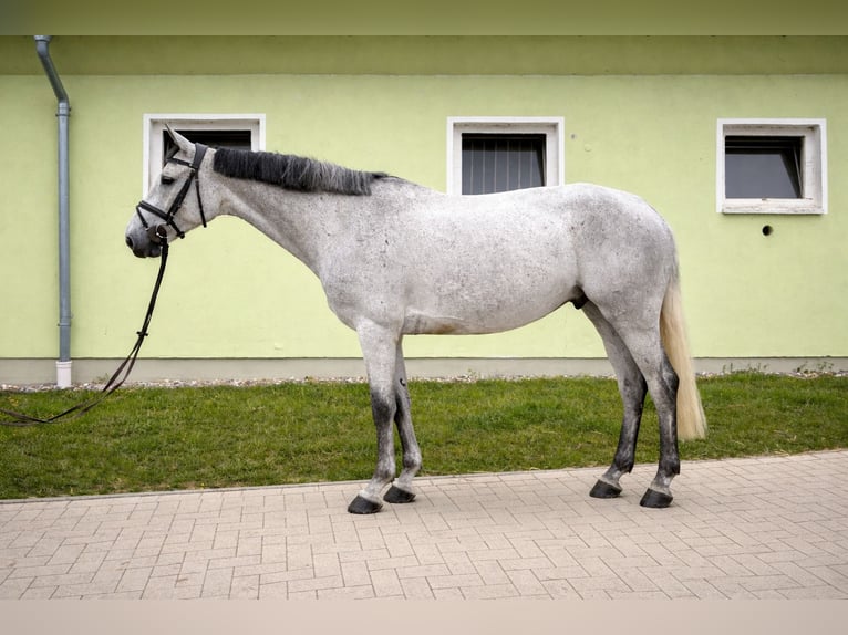 Koń westfalski Klacz 6 lat 163 cm Siwa in Gadebusch