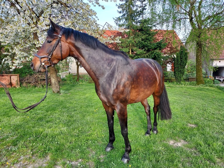 Koń westfalski Klacz 6 lat 164 cm Ciemnogniada in Vahlbruch