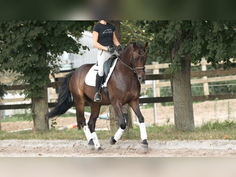 Koń westfalski Klacz 6 lat 165 cm Ciemnogniada in Lummen