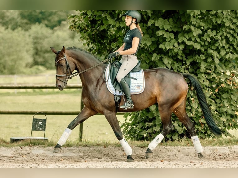 Koń westfalski Klacz 6 lat 165 cm Ciemnogniada in Lummen