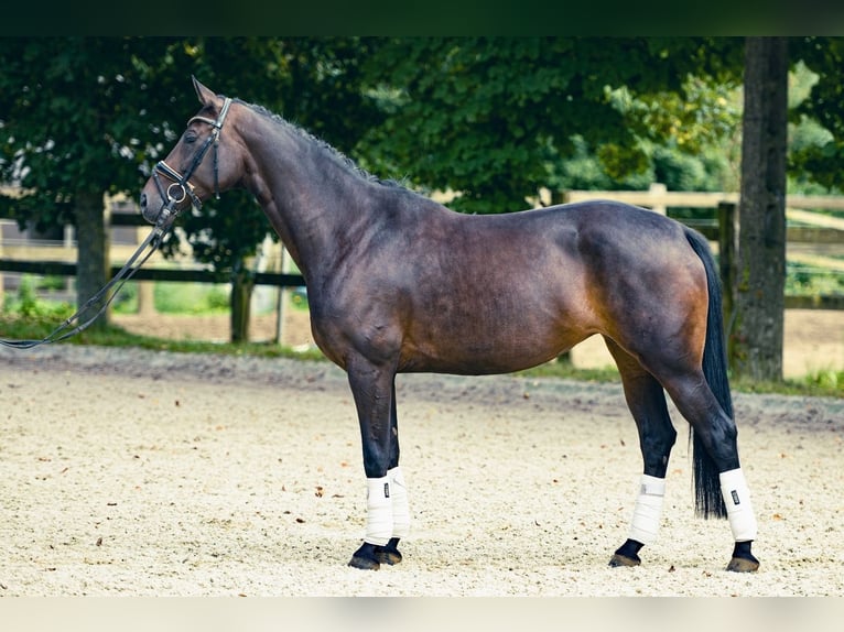 Koń westfalski Klacz 6 lat 165 cm Ciemnogniada in Lummen