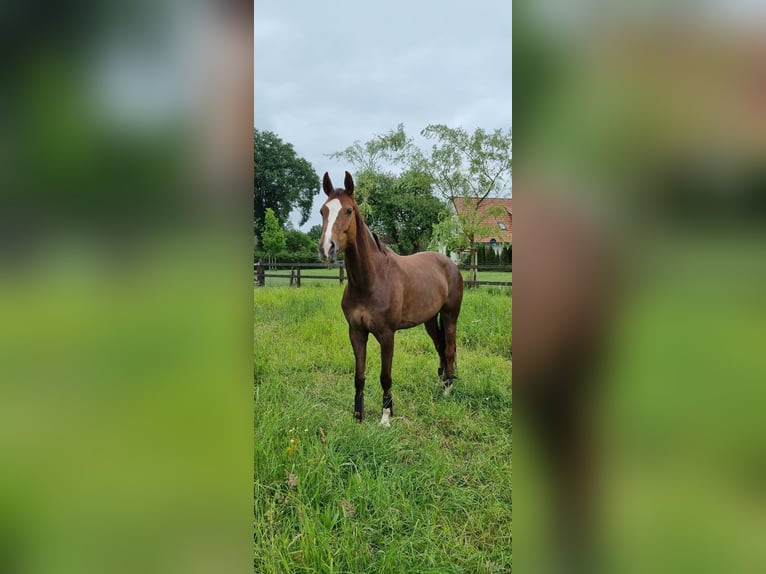 Koń westfalski Klacz 6 lat 165 cm Ciemnokasztanowata in Niedersachsen - Ringe