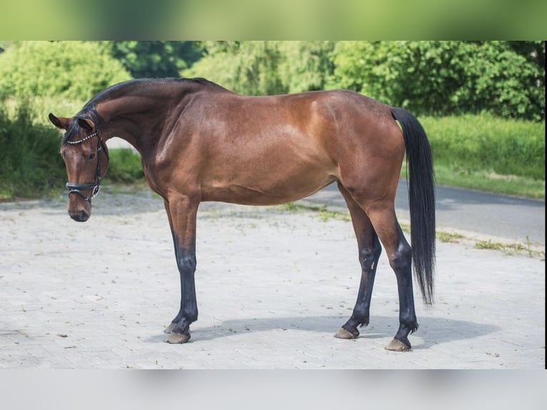 Koń westfalski Klacz 6 lat 165 cm Gniada in Mladá Boleslav