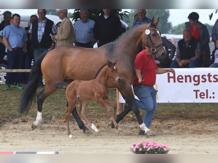 Koń westfalski Klacz 6 lat 165 cm Gniada in Recklinghausen