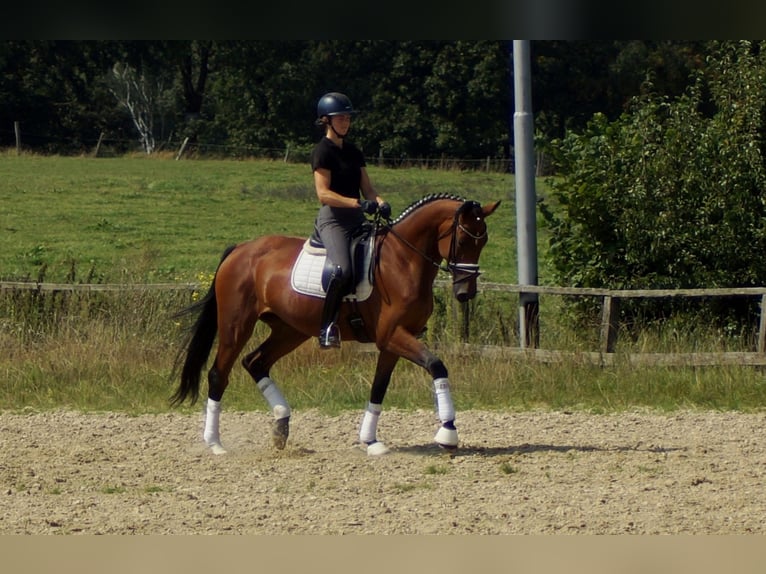 Koń westfalski Klacz 6 lat 165 cm Gniada in Iserlohn