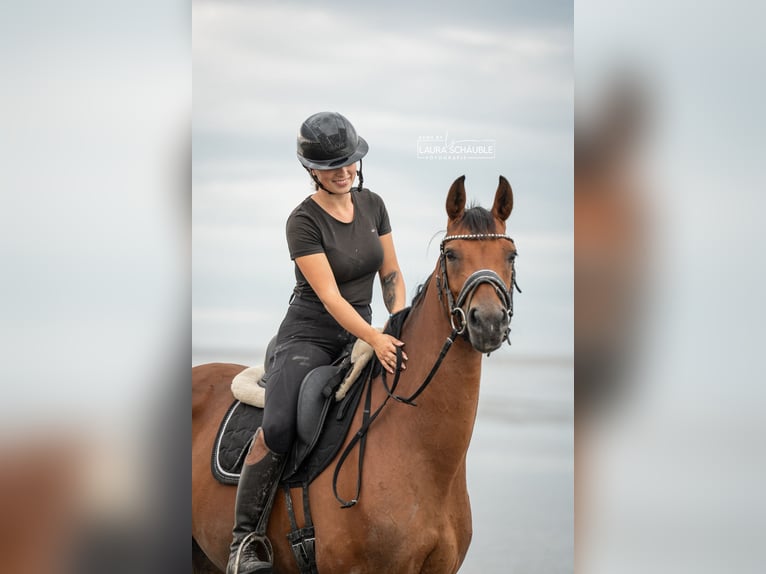 Koń westfalski Klacz 6 lat 165 cm Gniada in Oyten