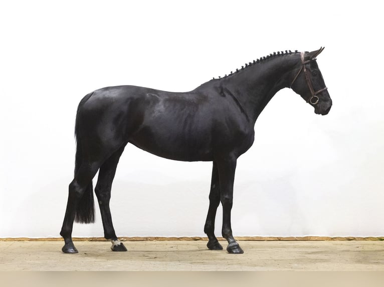 Koń westfalski Klacz 6 lat 165 cm Kara in Waddinxveen