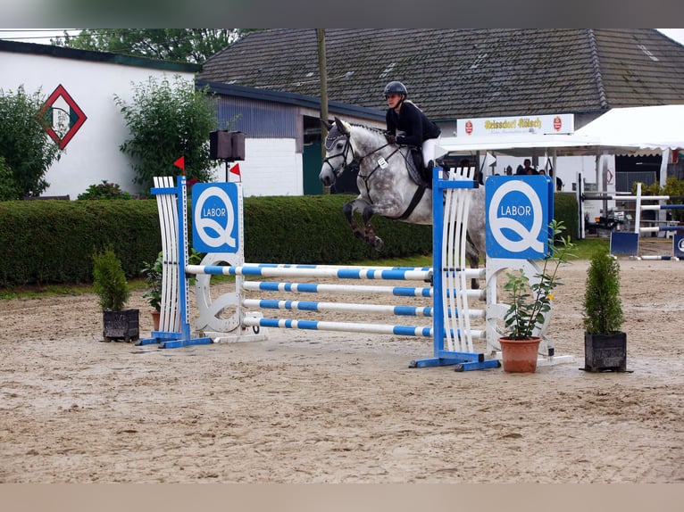 Koń westfalski Klacz 6 lat 165 cm in Stahnsdorf