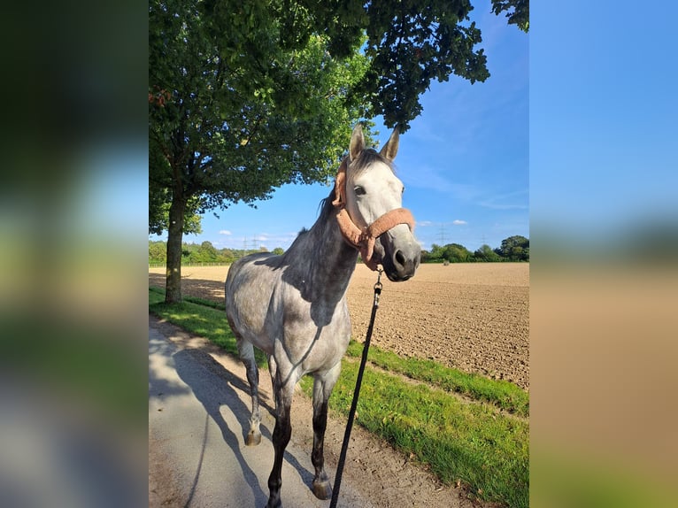 Koń westfalski Klacz 6 lat 165 cm in Stahnsdorf