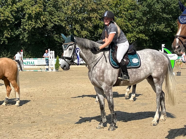 Koń westfalski Klacz 6 lat 165 cm in Stahnsdorf