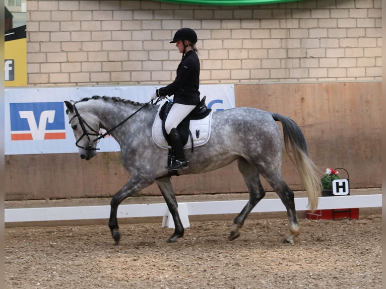 Koń westfalski Klacz 6 lat 165 cm in Stahnsdorf